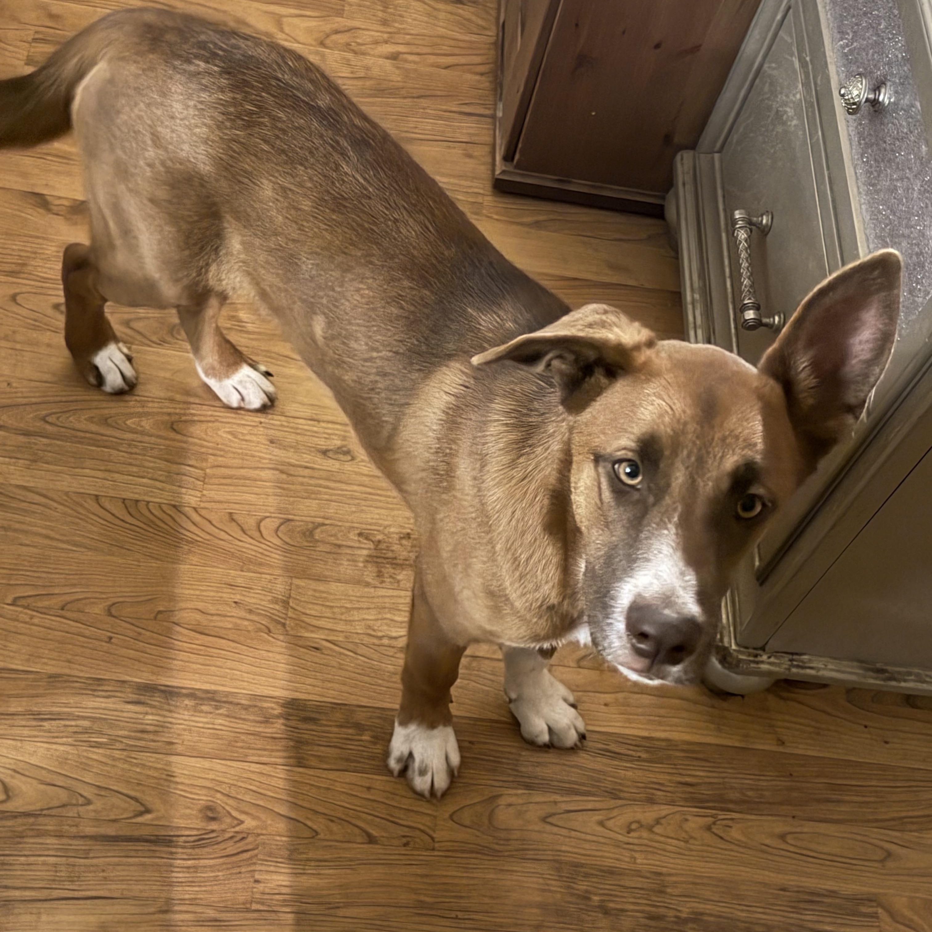Enlarge Ginger, a Adoptable mixed breed in NOTTINGHAM, MD image 5/6