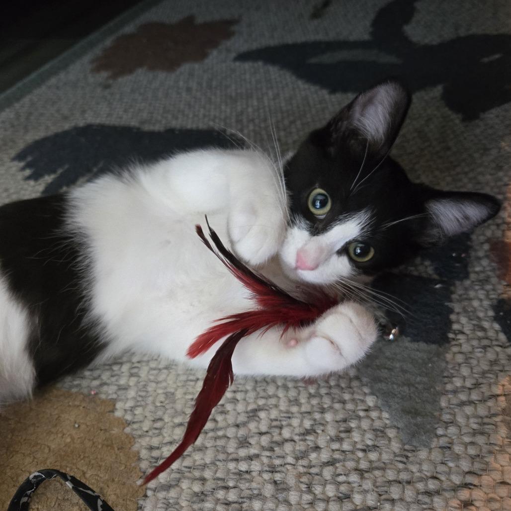 Pudding — thumbnail 2