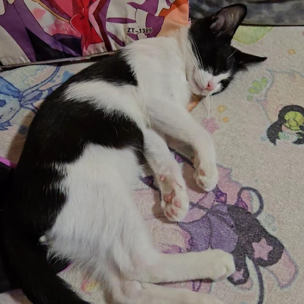 Pudding — thumbnail 3