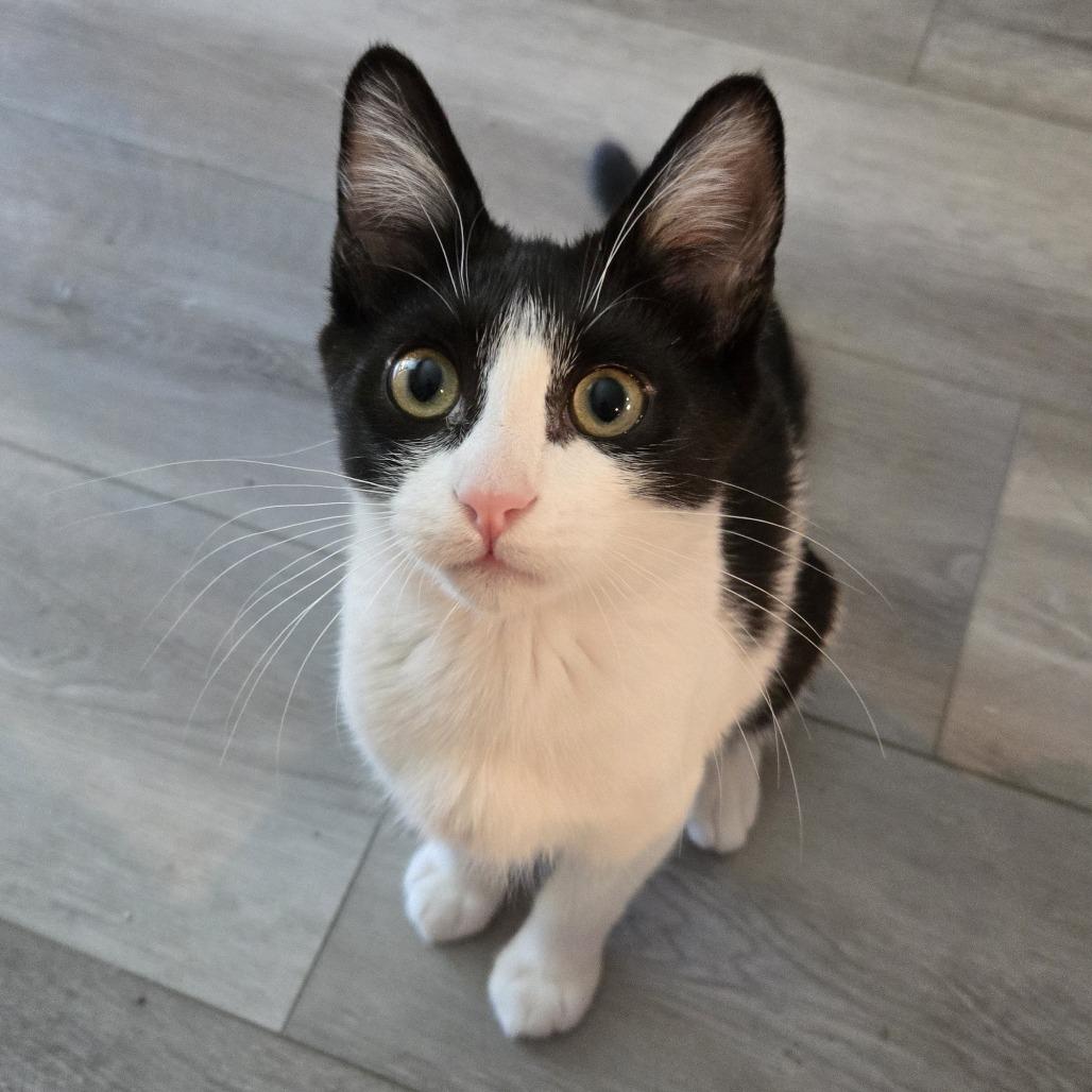 Pudding — thumbnail 4