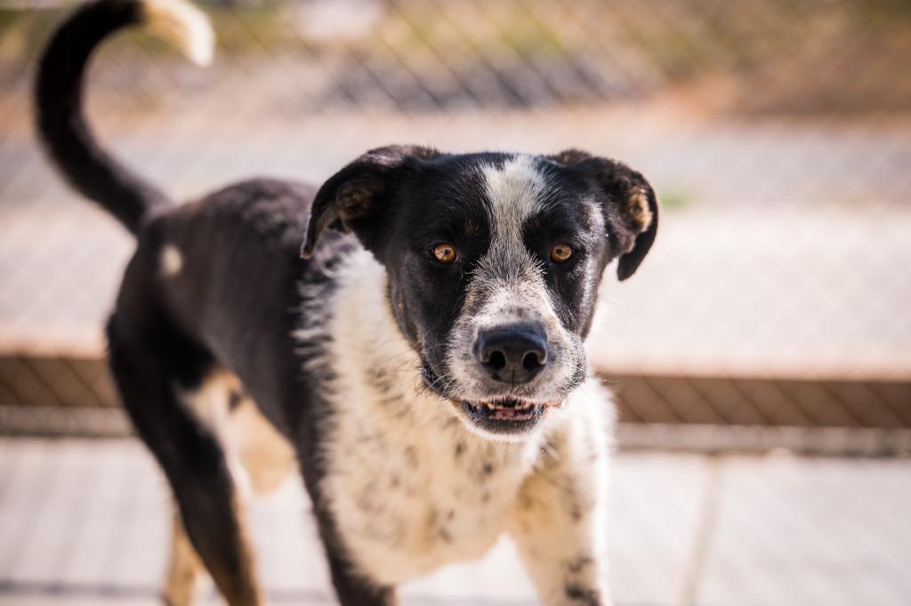 Jumbo, Adoptable, Young Male Anatolian Shepherd & Cattle Dog.
