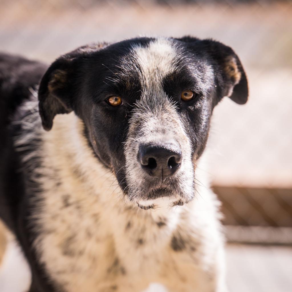Enlarge Jumbo, a Adoptable mixed breed in Twentynine Palms, CA image 2/4