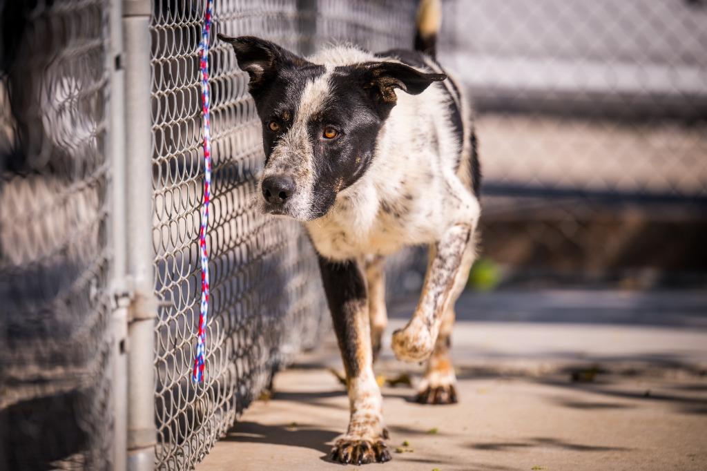Enlarge Jumbo, a Adoptable mixed breed in Twentynine Palms, CA image 3/4