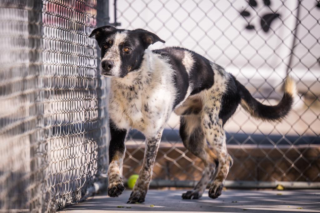 Enlarge Jumbo, a Adoptable mixed breed in Twentynine Palms, CA image 4/4