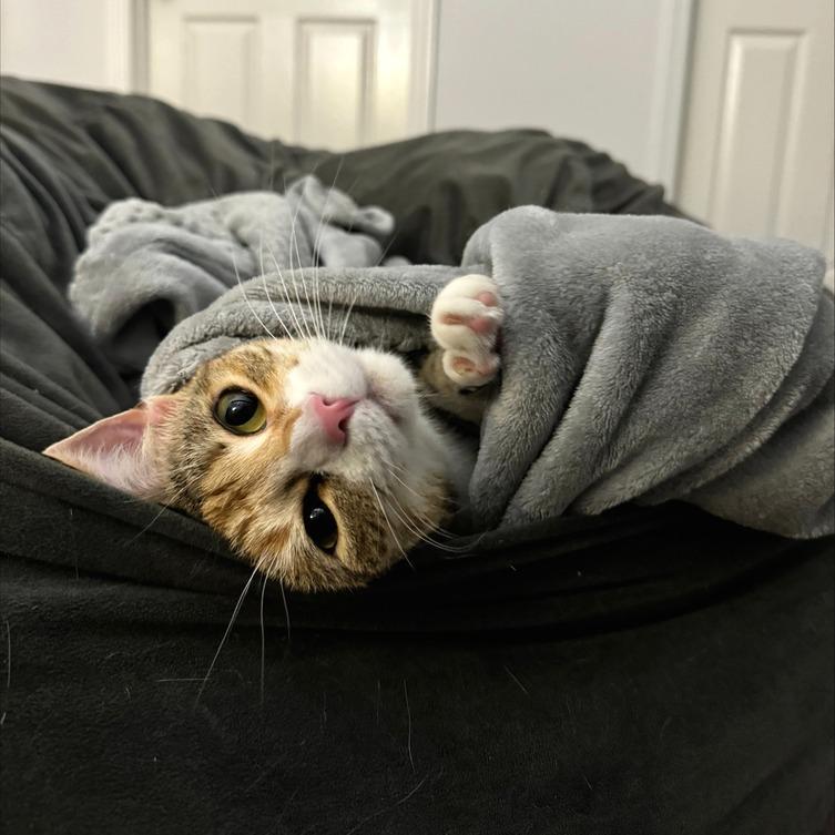 Zuri — thumbnail 2