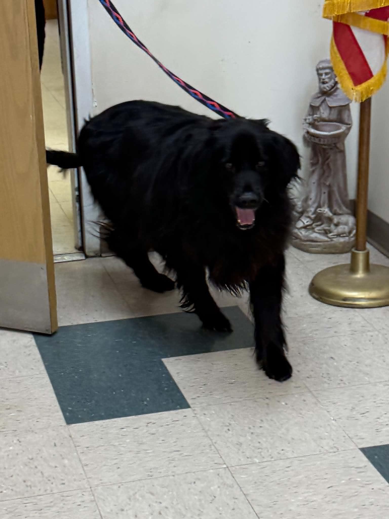 Bear, ADOPTABLE, Adult Male Labrador Retriever.