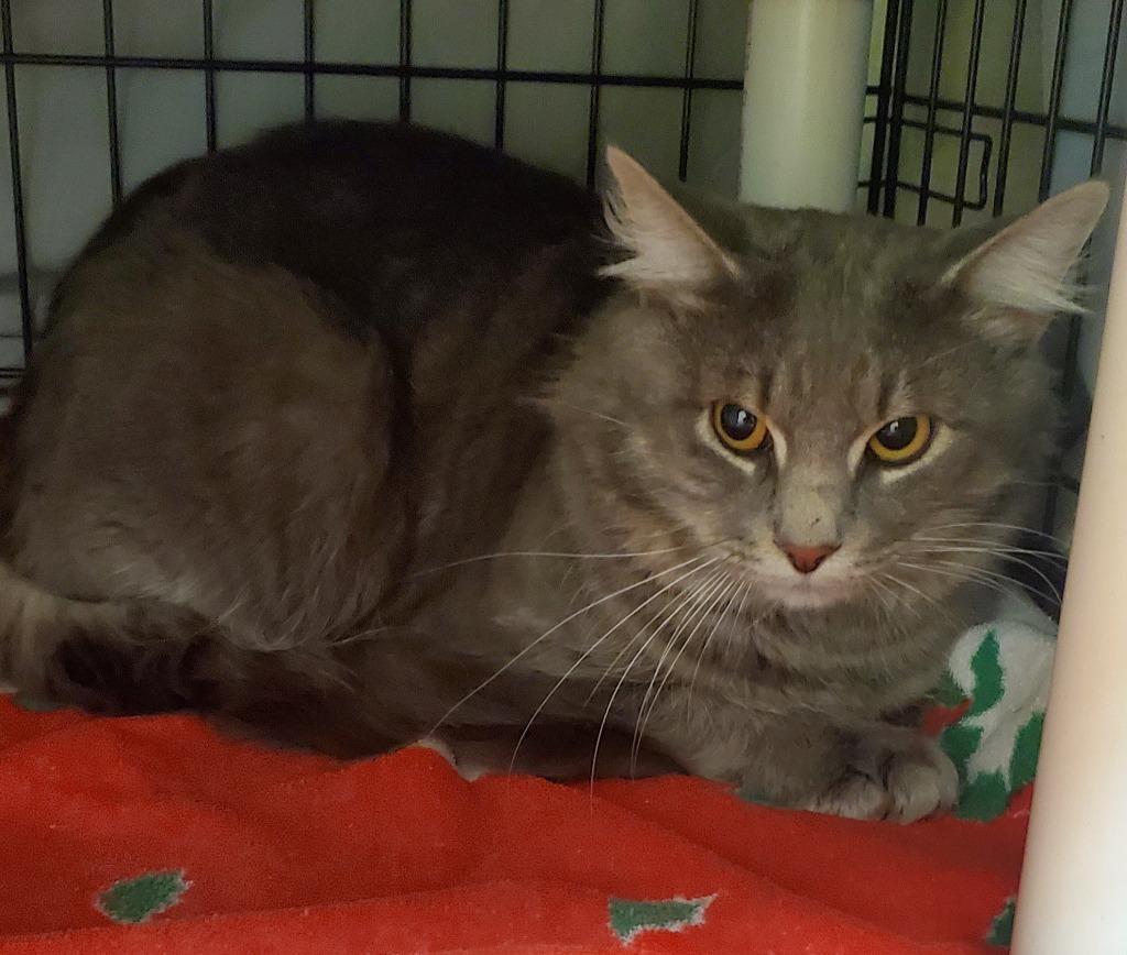 Orville, Adoptable, Young Male Domestic Long Hair.