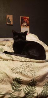 Fluffy Muffins, Adopted, Young Male Domestic Short Hair.