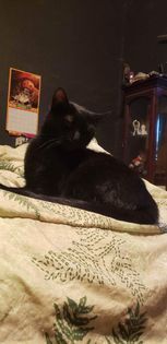 Fluffy Muffins, a Adopted Domestic Short Hair in Heath, OH image 2/6