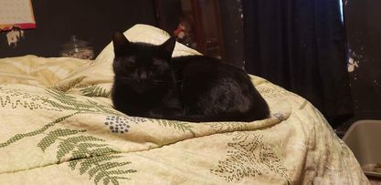 Fluffy Muffins, a Adopted Domestic Short Hair in Heath, OH image 3/6