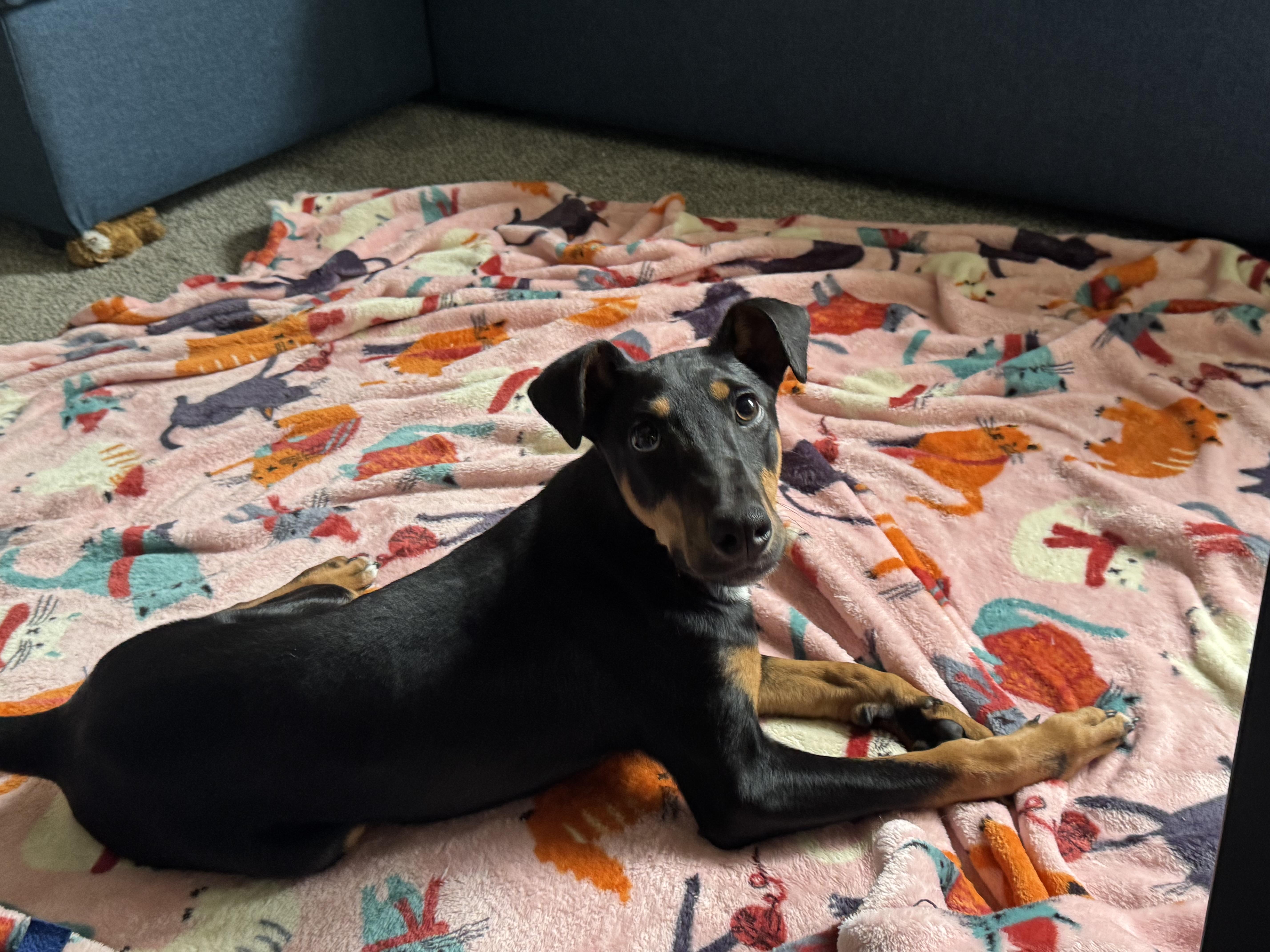 Enlarge Penny, a ADOPTABLE mixed breed in Denver, CO image 5/6