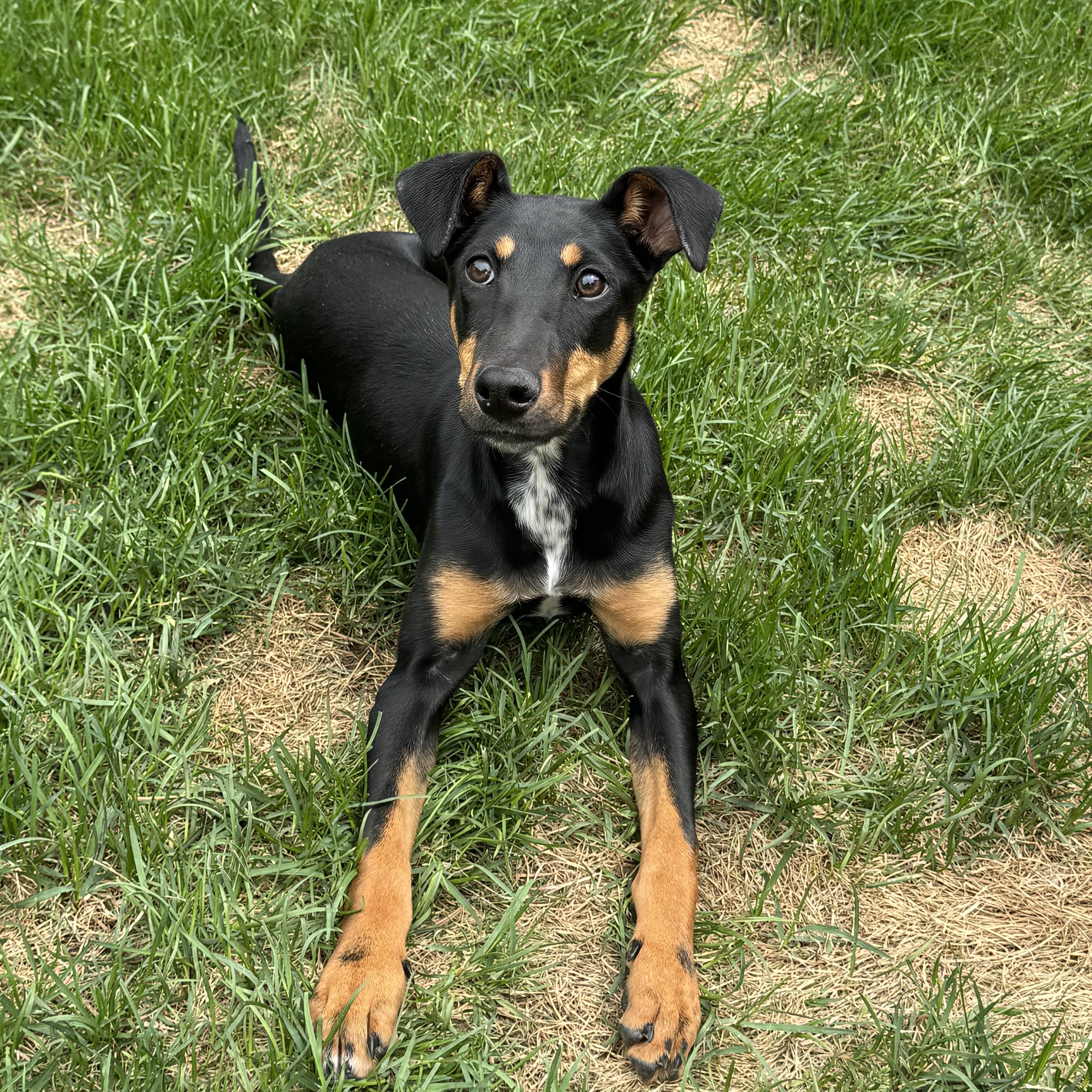 Enlarge Penny, a ADOPTABLE mixed breed in Denver, CO image 2/6