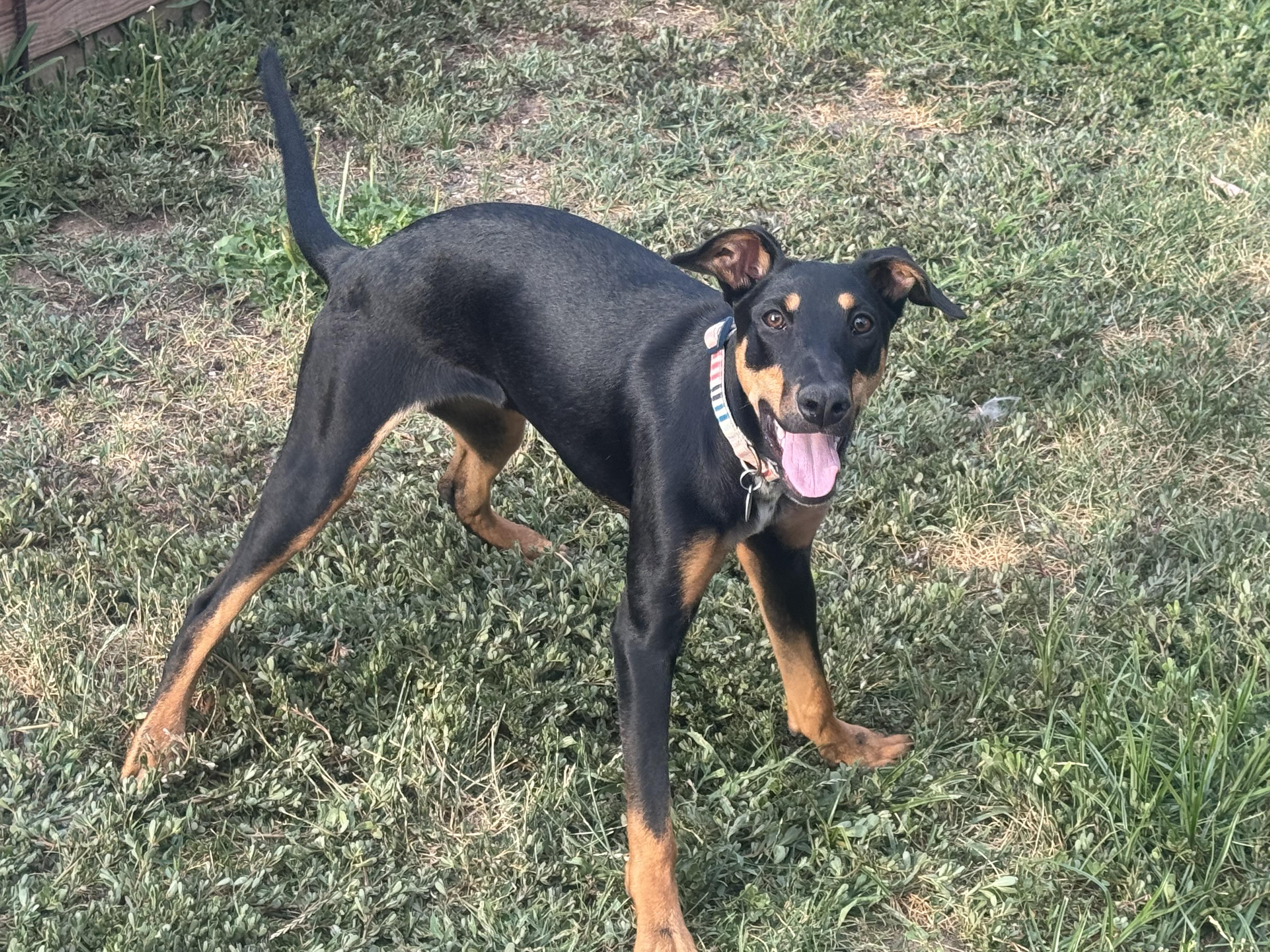 Penny, a ADOPTABLE mixed breed in Denver, CO image 6/6