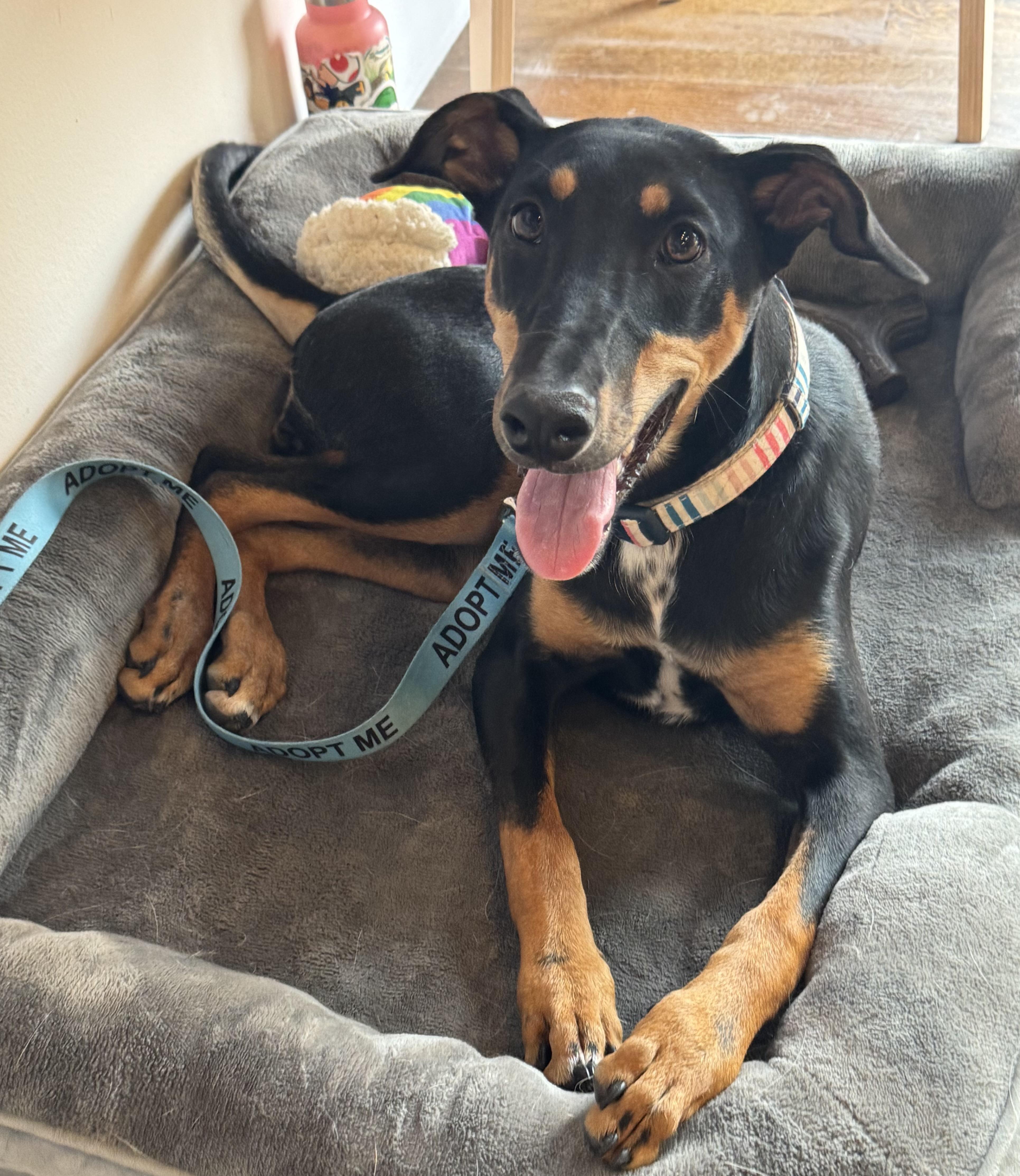 Penny, ADOPTABLE, Young Female Doberman Pinscher.