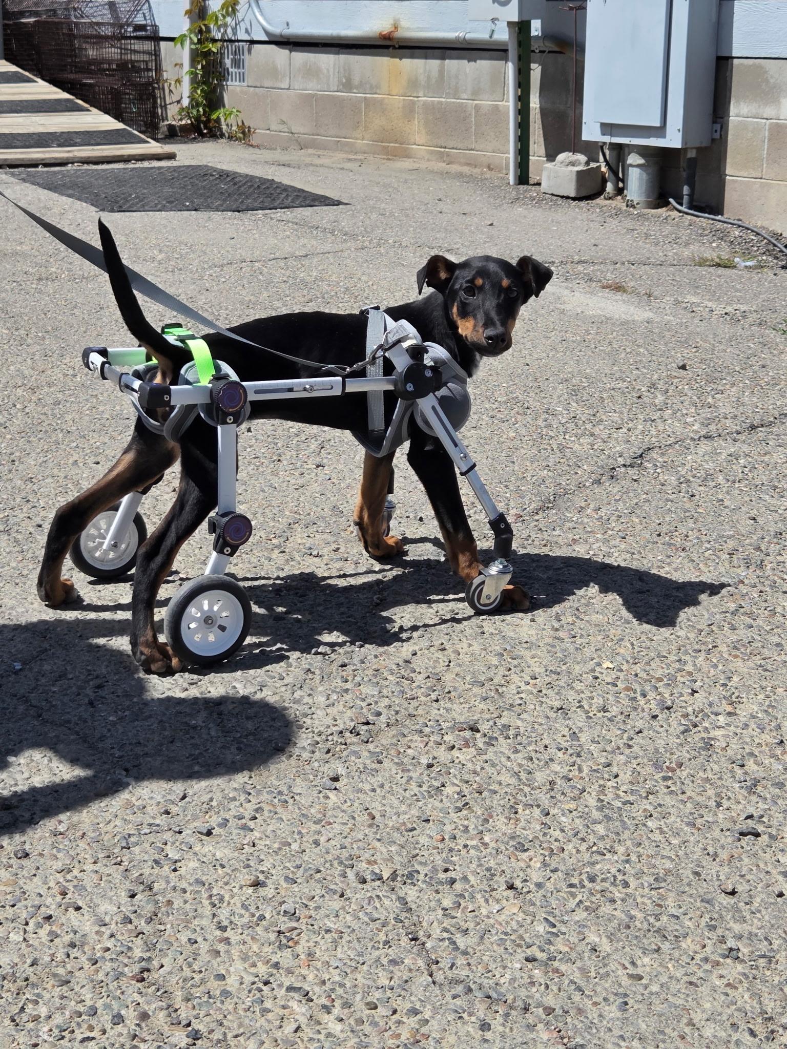 Enlarge Penny, a ADOPTABLE mixed breed in Denver, CO image 3/6
