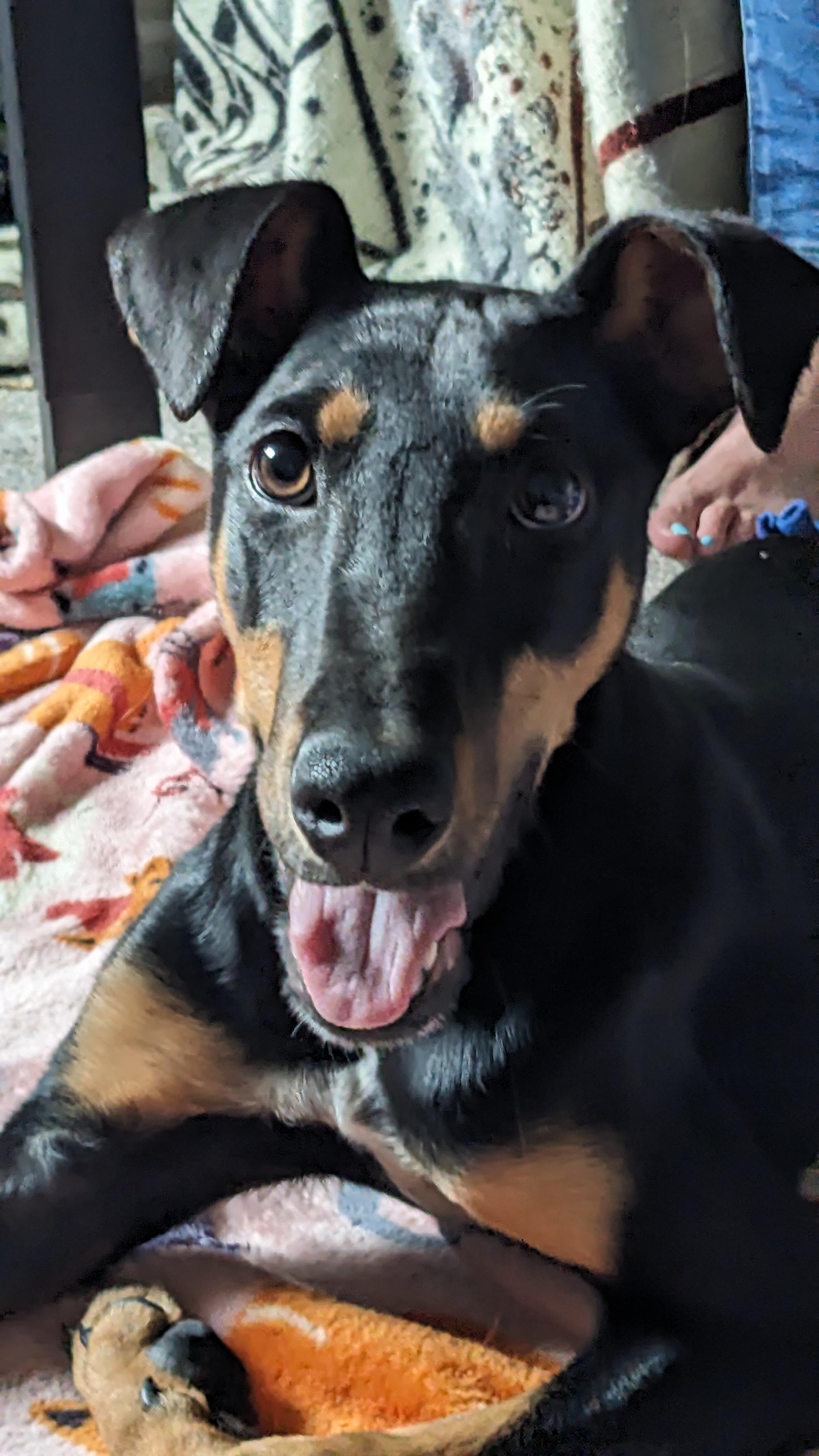 Penny, ADOPTABLE, Puppy Female Doberman Pinscher.