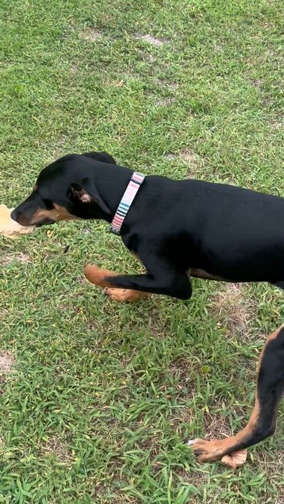 Enlarge Penny, a ADOPTABLE mixed breed in Denver, CO video 5/6
