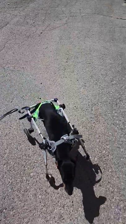 Enlarge Penny, a ADOPTABLE mixed breed in Denver, CO video 4/6