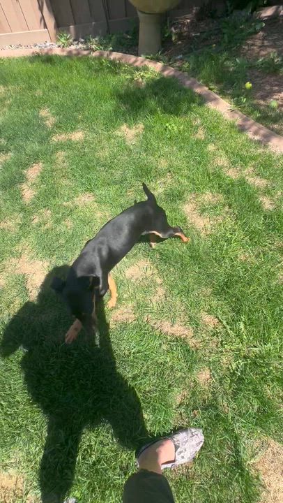 Enlarge Penny, a ADOPTABLE mixed breed in Denver, CO video 6/6