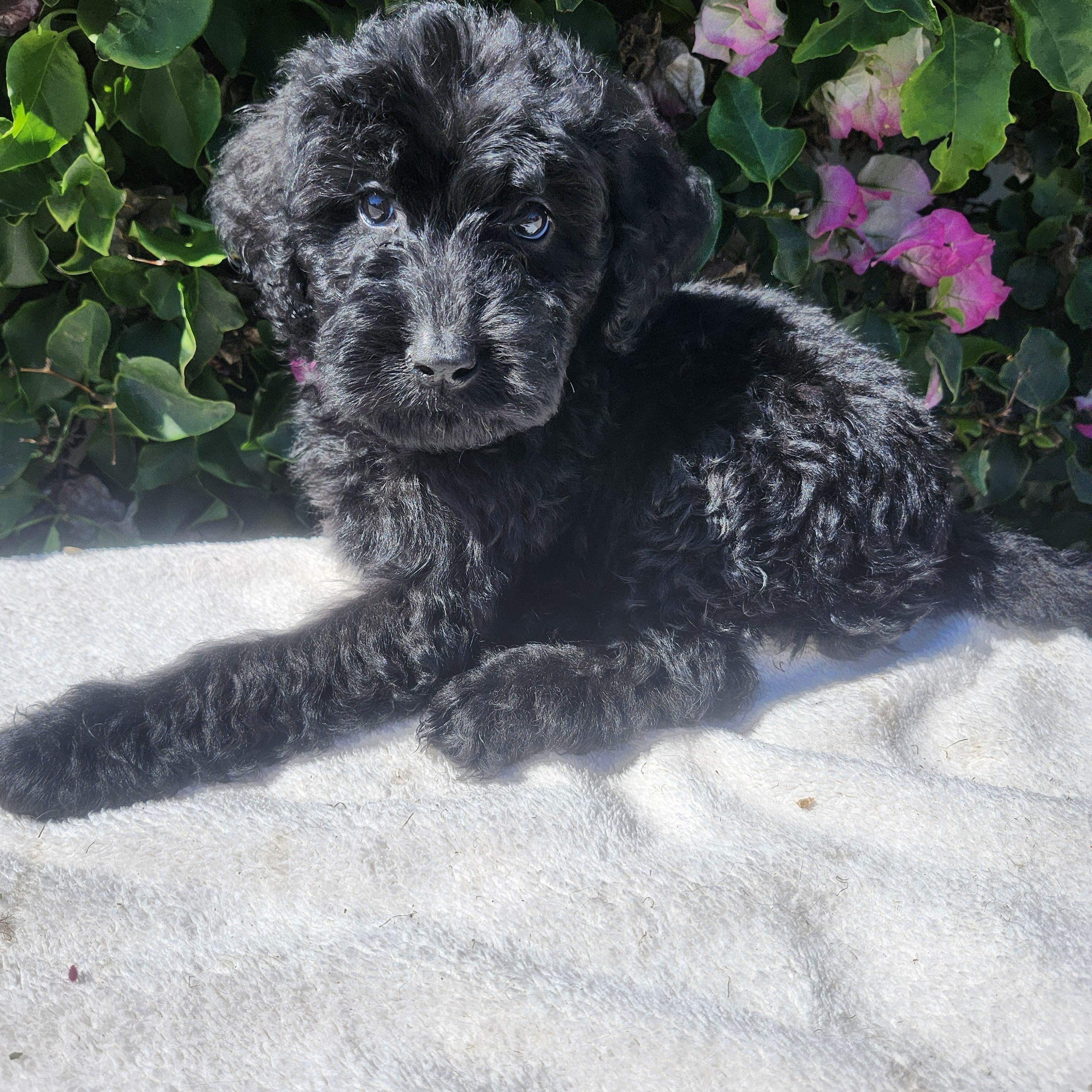 Blk male, an adoptable Goldendoodle in Torrance, CA, 90505 | Photo Image 2