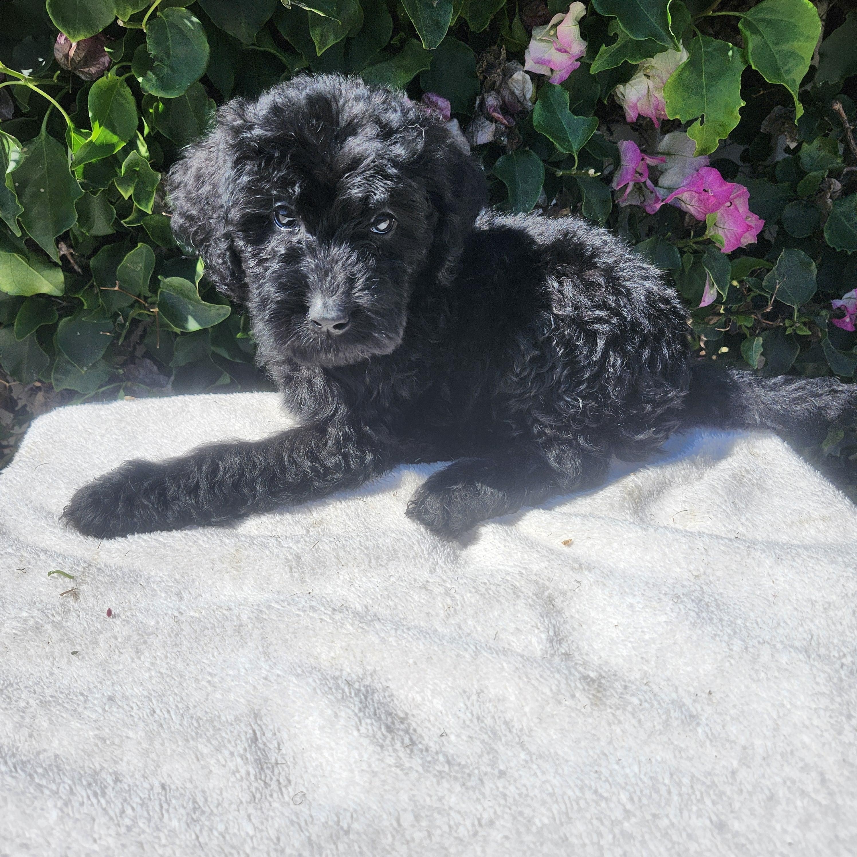 Blk male, an adoptable Goldendoodle in Torrance, CA, 90505 | Photo Image 3