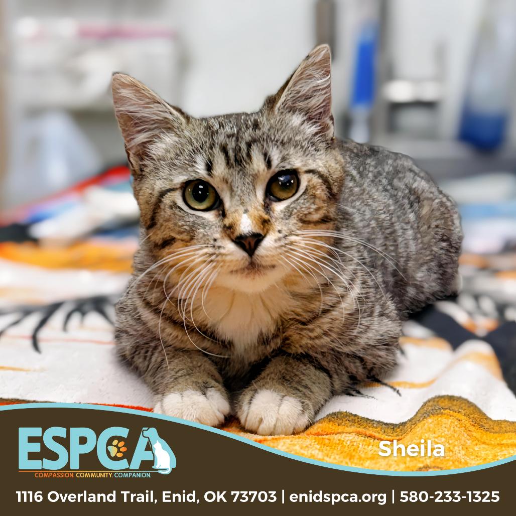 Sheila — thumbnail 2