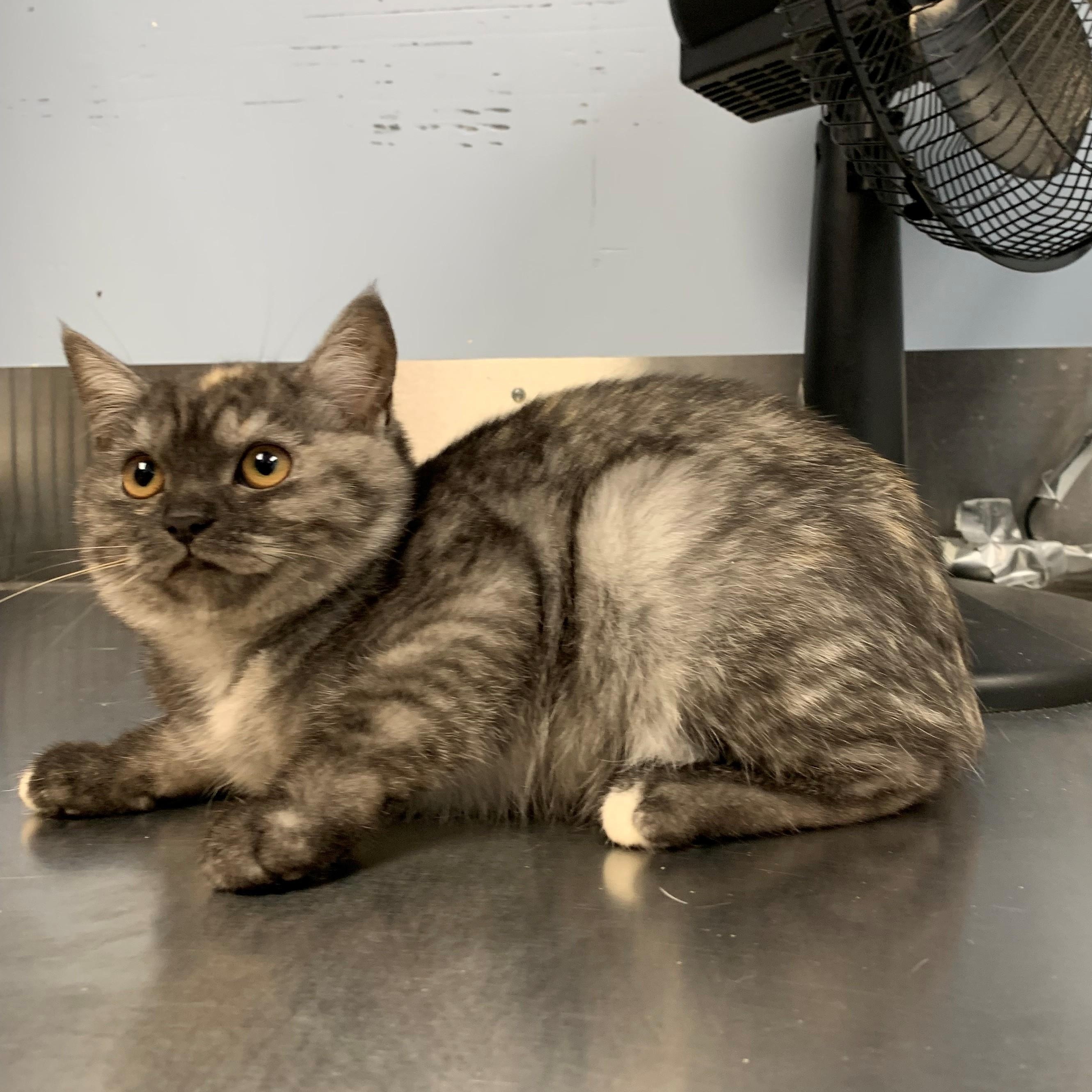 Lux, an adoptable Domestic Short Hair in Brooks, AB, T1R 1B2 | Photo Image 1