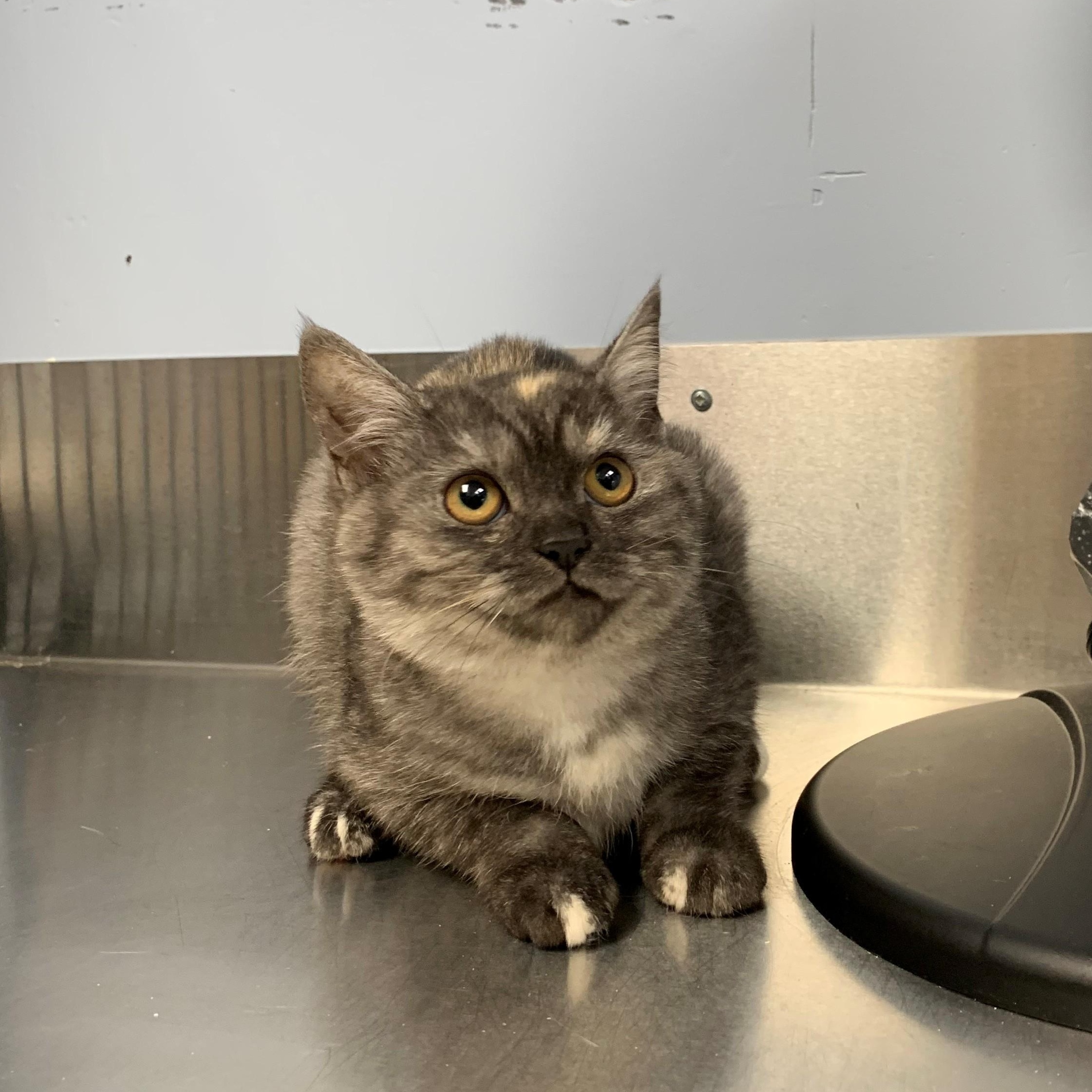 Lux, an adoptable Domestic Short Hair in Brooks, AB, T1R 1B2 | Photo Image 2