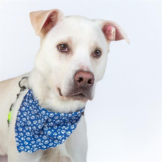 Enlarge WINSLOW, a Adoptable mixed breed in Saint Louis, MO image 1/1