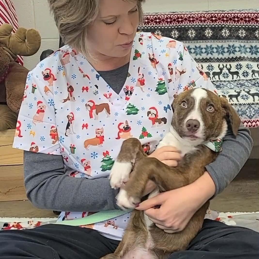 Enlarge Charlie Brown, a ADOPTABLE mixed breed in Woolwich, ME image 5/5