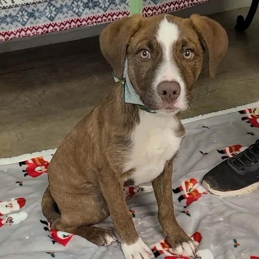 Enlarge Charlie Brown, a ADOPTABLE mixed breed in Woolwich, ME image 1/5