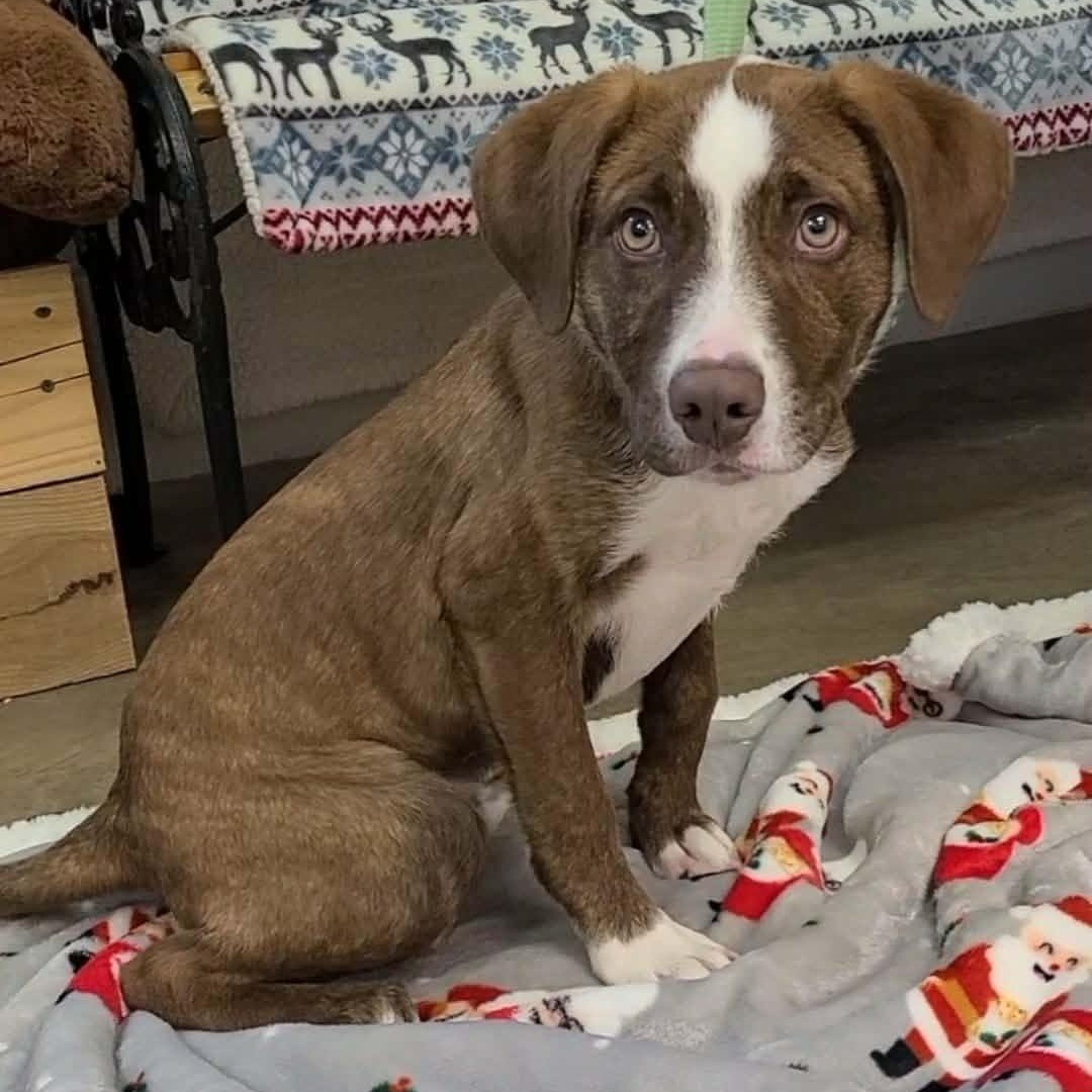 Enlarge Charlie Brown, a ADOPTABLE mixed breed in Woolwich, ME image 2/5