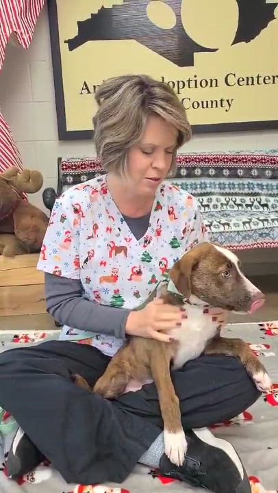 Enlarge Charlie Brown, a ADOPTABLE mixed breed in Woolwich, ME video 4/5