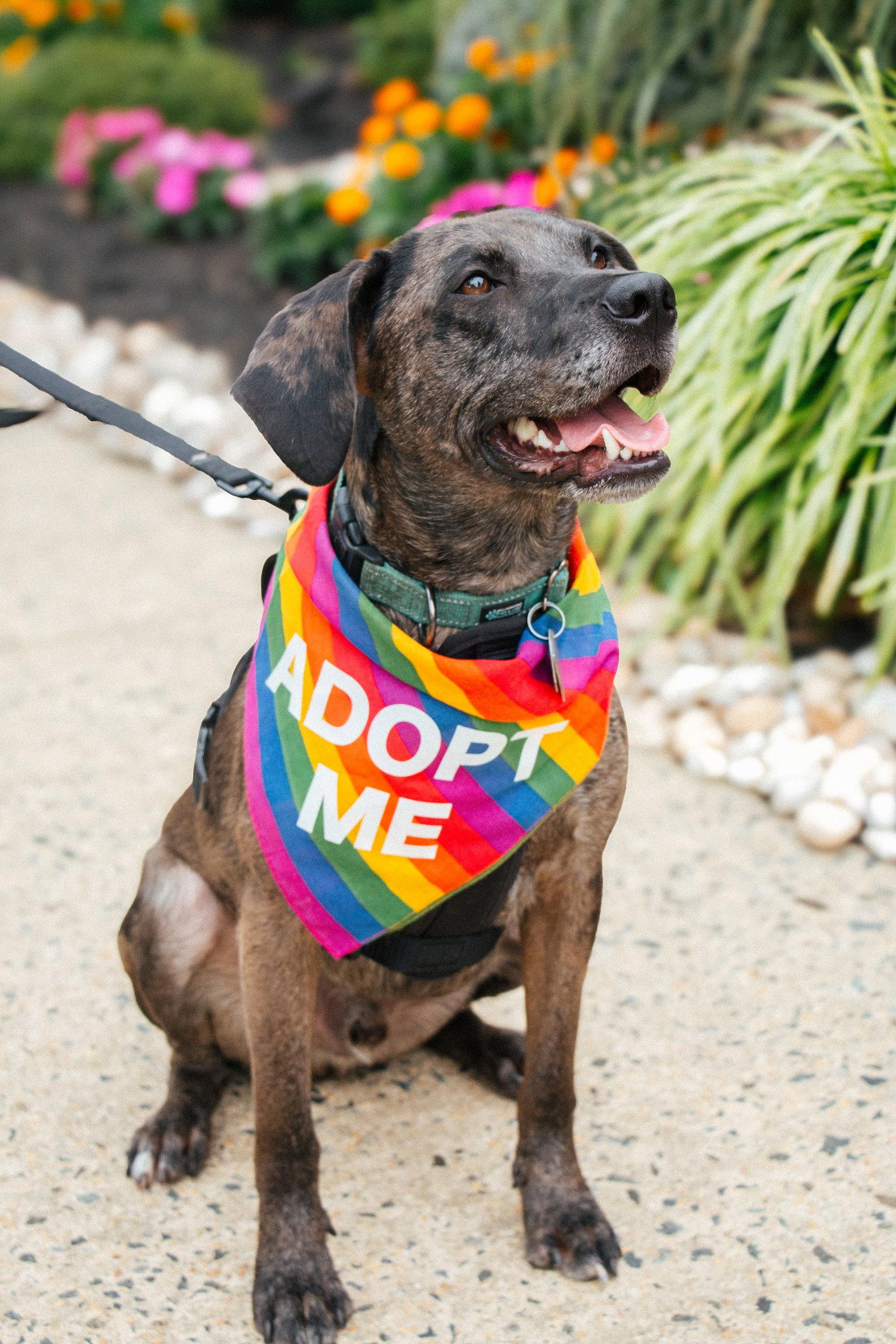 Enlarge Dominic - playful goof, a Adoptable Catahoula Leopard Dog in Oakhurst, NJ image 1/3