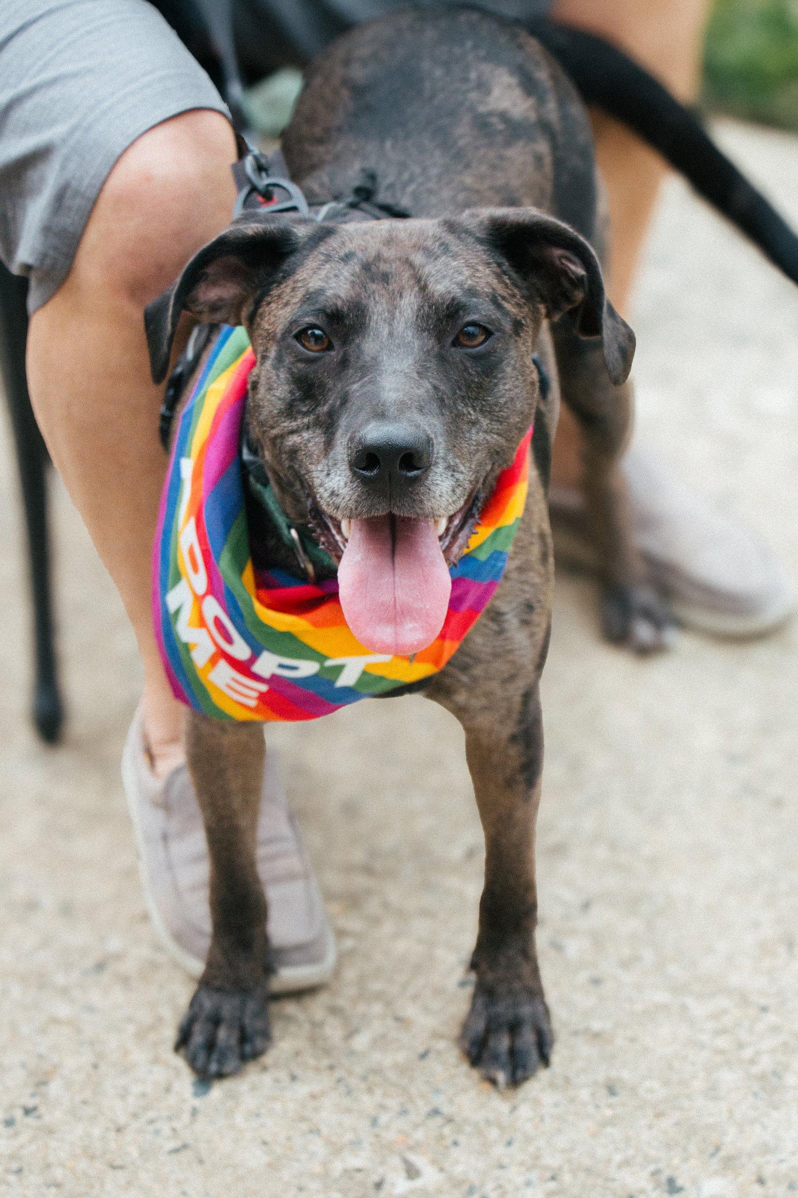 Enlarge Dominic - playful goof, a Adoptable Catahoula Leopard Dog in Oakhurst, NJ image 2/3