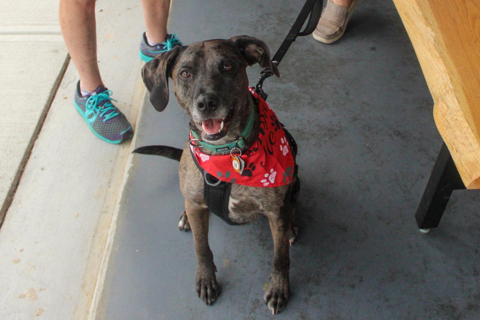 Dominic - Adoption Pending!, Adoptable, Adult Male Catahoula Leopard Dog.