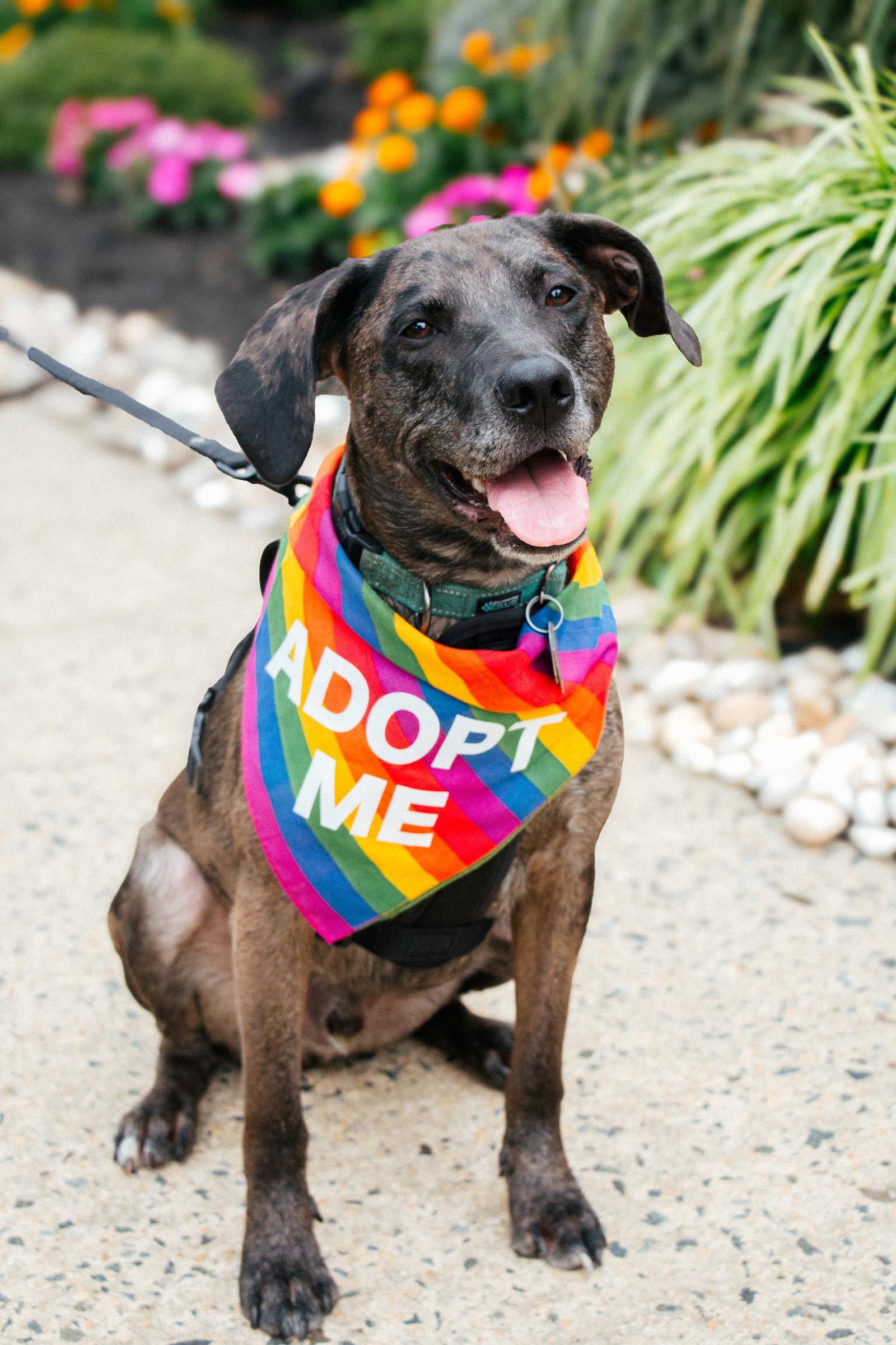 Enlarge Dominic - playful goof, a Adoptable Catahoula Leopard Dog in Oakhurst, NJ image 3/3
