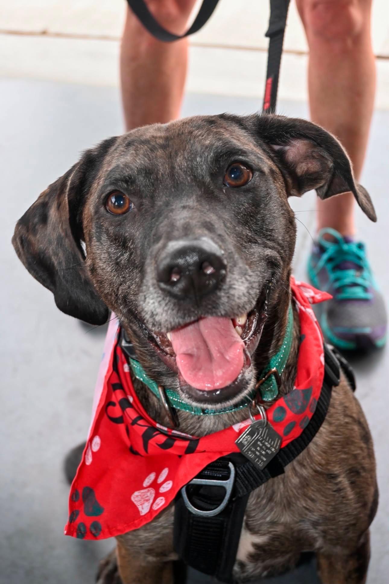 Enlarge Dominic - Adoption Pending!, a Adoptable Catahoula Leopard Dog in Oakhurst, NJ image 3/3