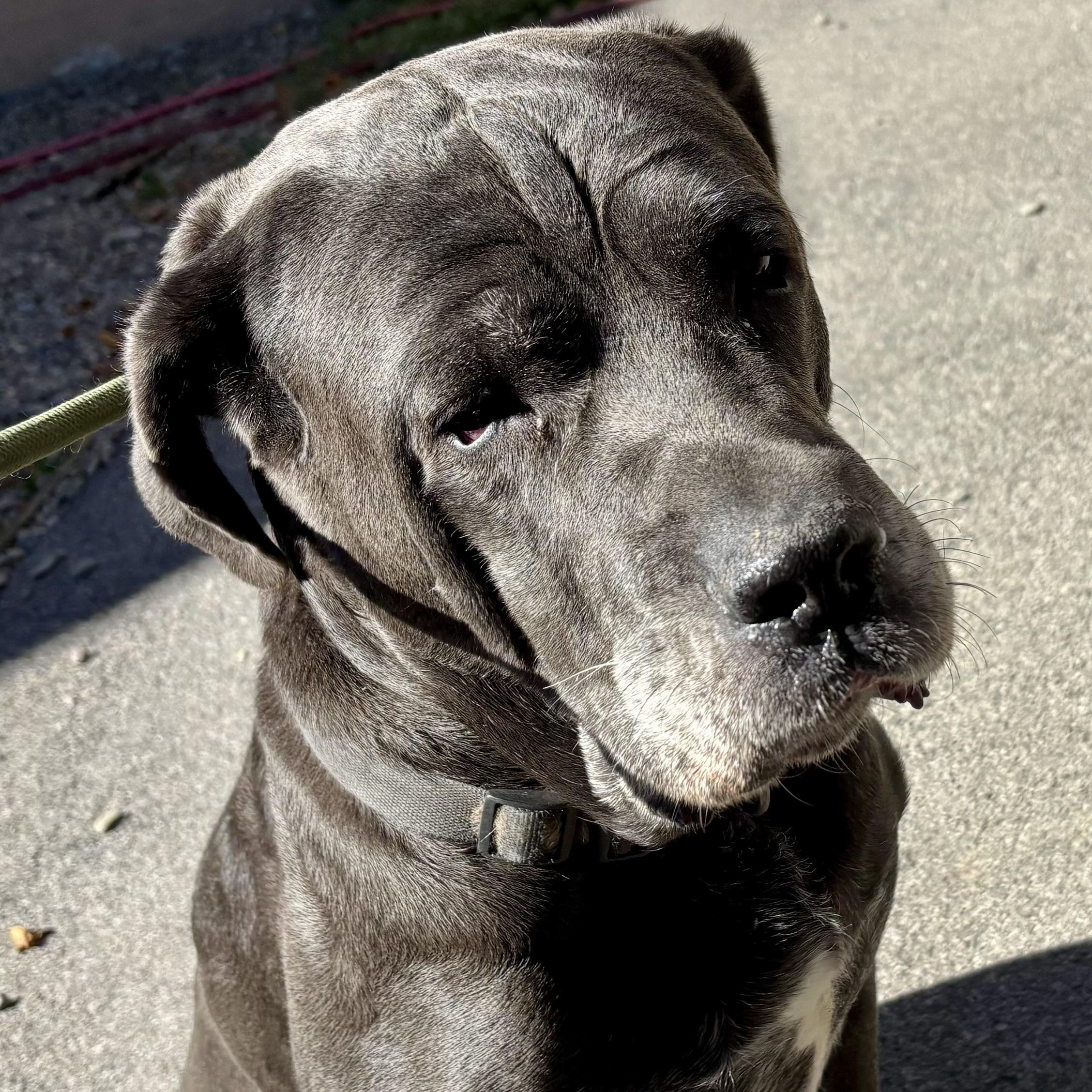 Vicky, Adopted, Senior Female Cane Corso.