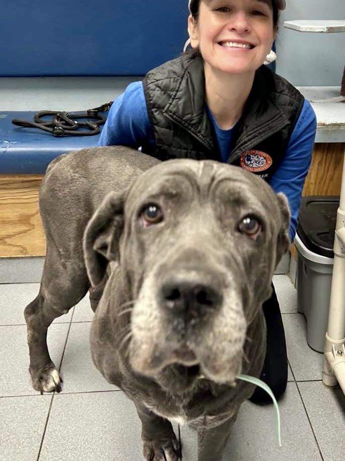 Enlarge Vicky, a Adopted Cane Corso in Buffalo, NY image 6/6
