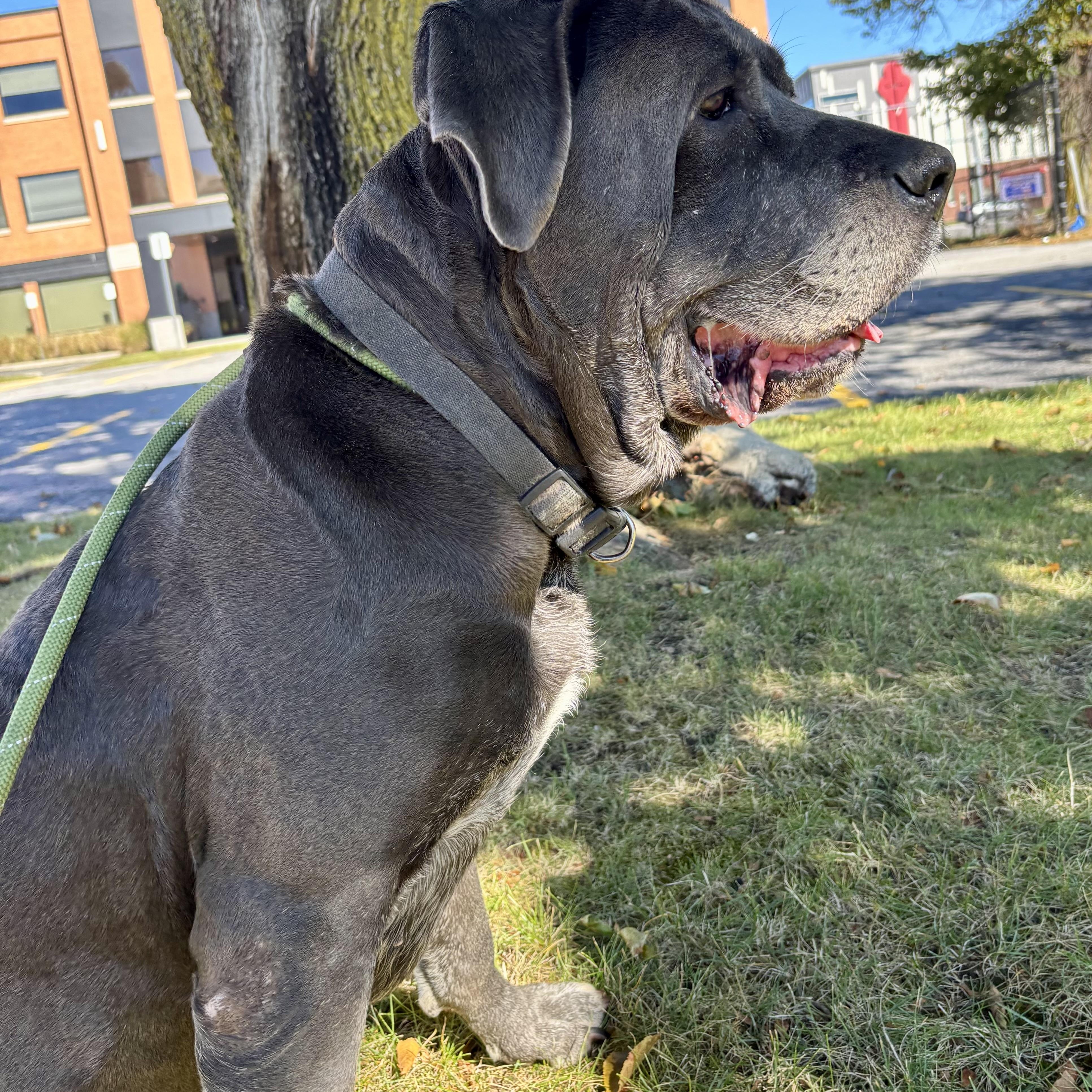 Enlarge Vicky, a Adopted Cane Corso in Buffalo, NY image 2/6