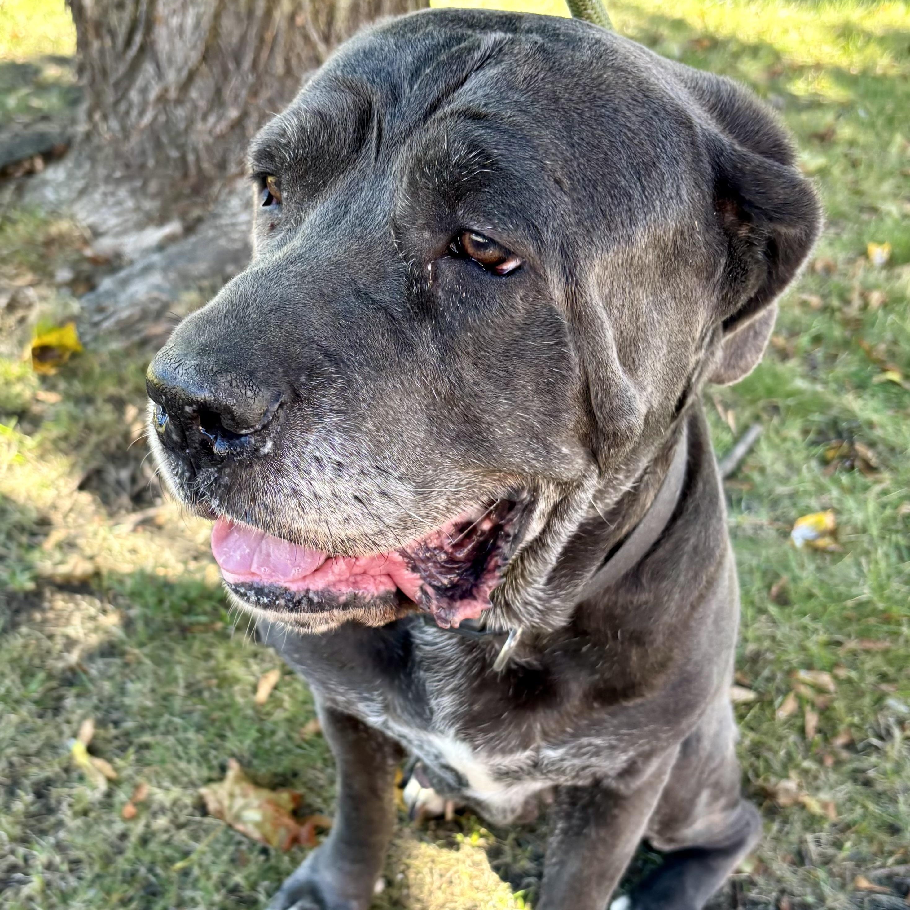 Enlarge Vicky, a Adopted Cane Corso in Buffalo, NY image 5/6
