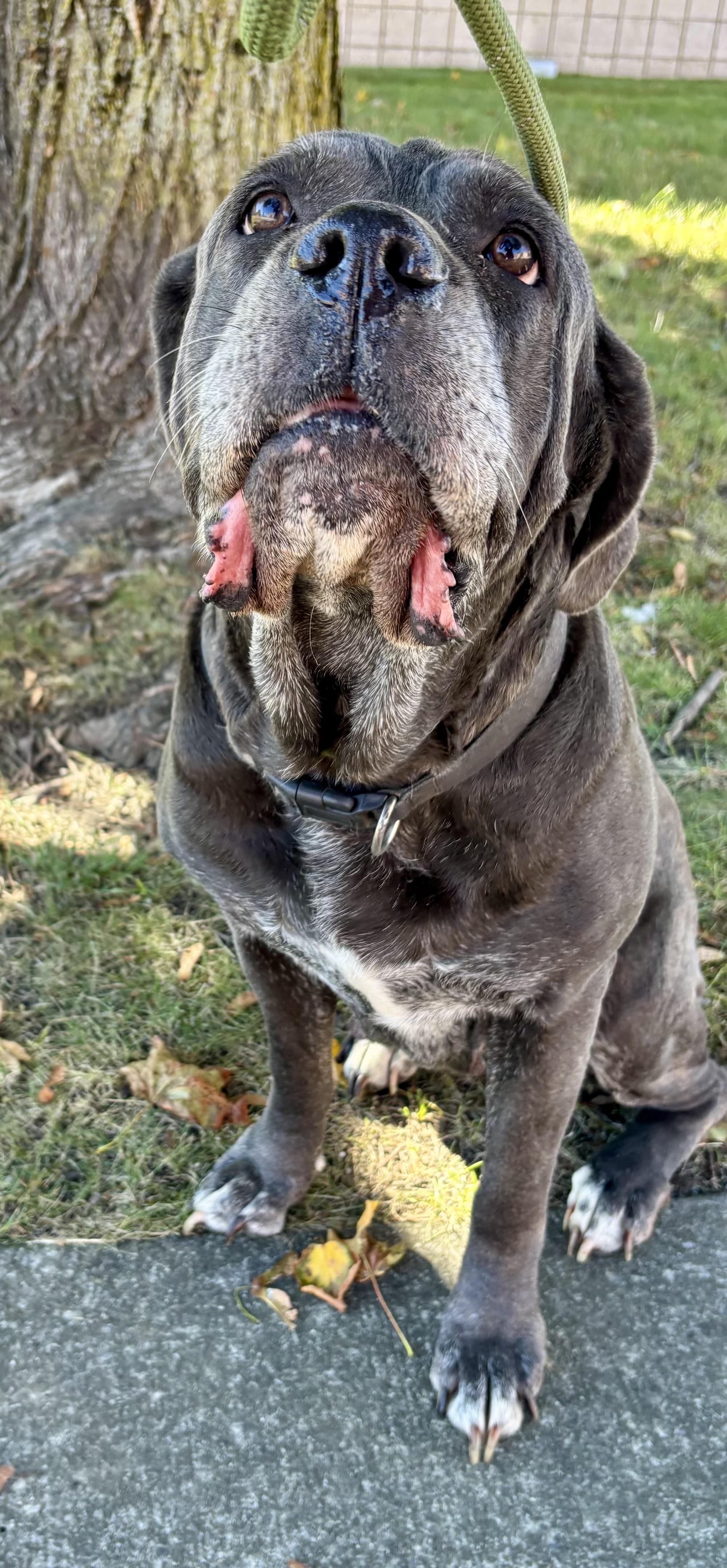 Enlarge Vicky, a Adopted Cane Corso in Buffalo, NY image 4/6