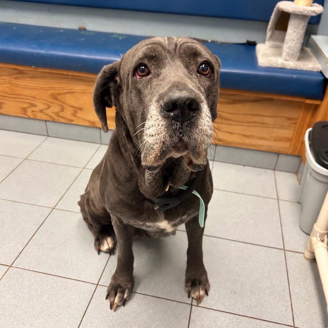 Enlarge Vicky, a Adopted Cane Corso in Buffalo, NY image 3/6