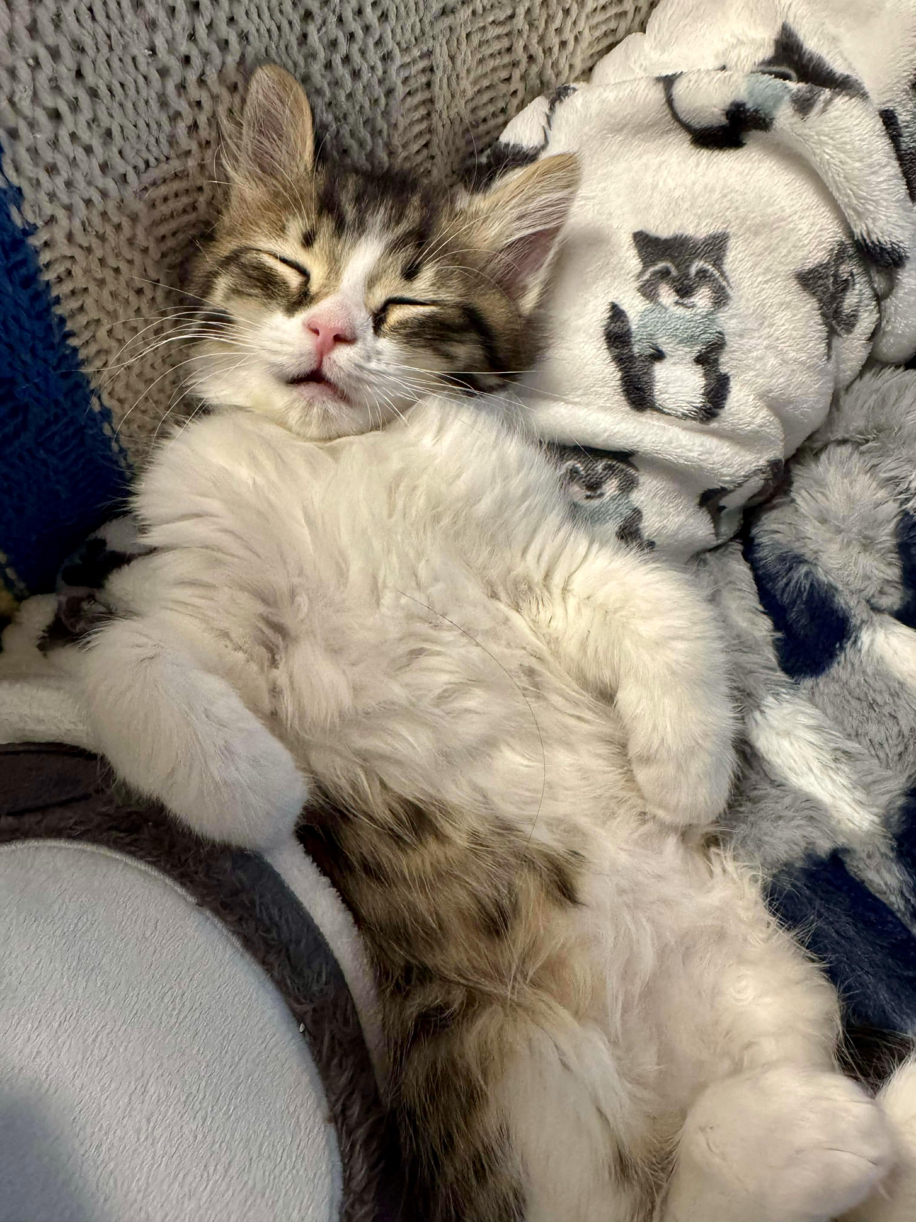 Enlarge Gomes, a ADOPTABLE Domestic Short Hair in Pointe-Claire, QC image 5/6