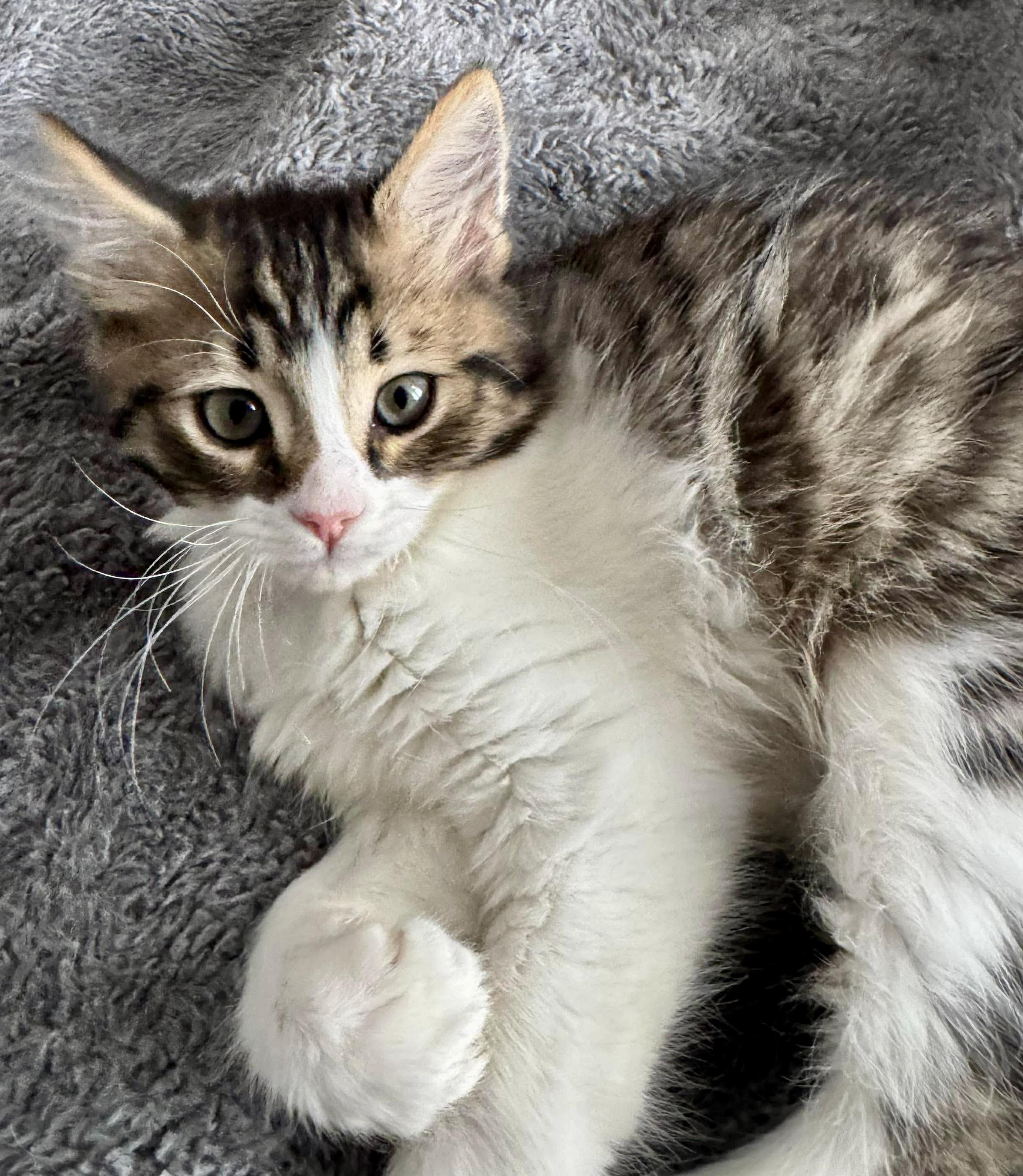 Gomes, ADOPTABLE, Kitten Male Domestic Short Hair.