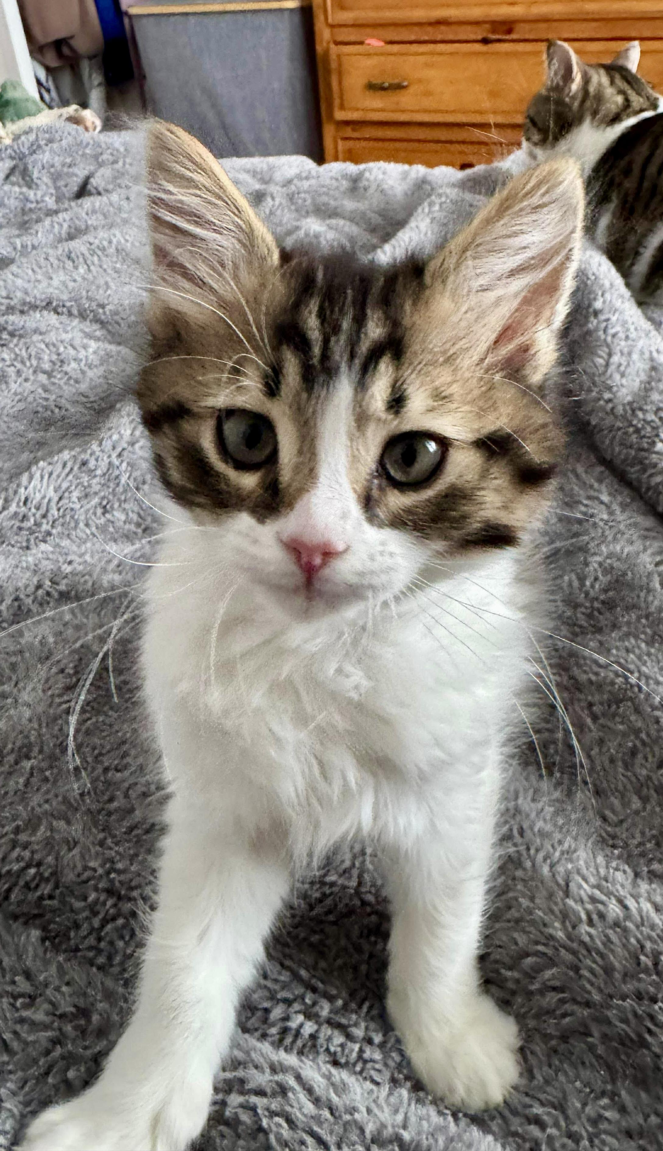 Enlarge Gomes, a ADOPTABLE Domestic Short Hair in Pointe-Claire, QC image 3/6