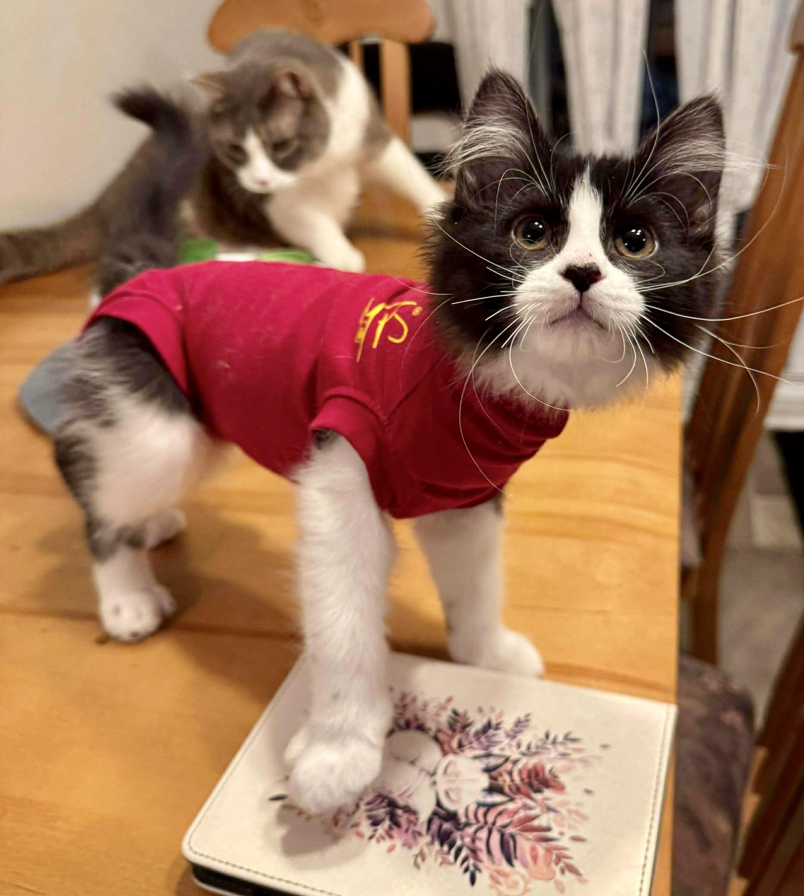 Enlarge Gomes, a ADOPTABLE Domestic Short Hair in Pointe-Claire, QC image 2/6