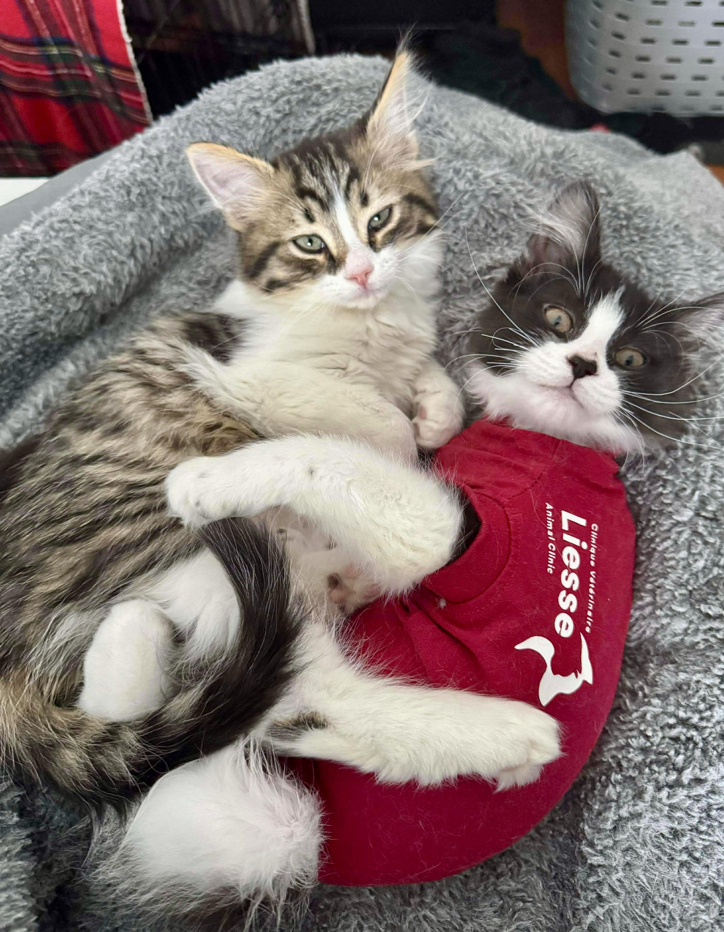 Enlarge Gomes, a ADOPTABLE Domestic Short Hair in Pointe-Claire, QC image 6/6