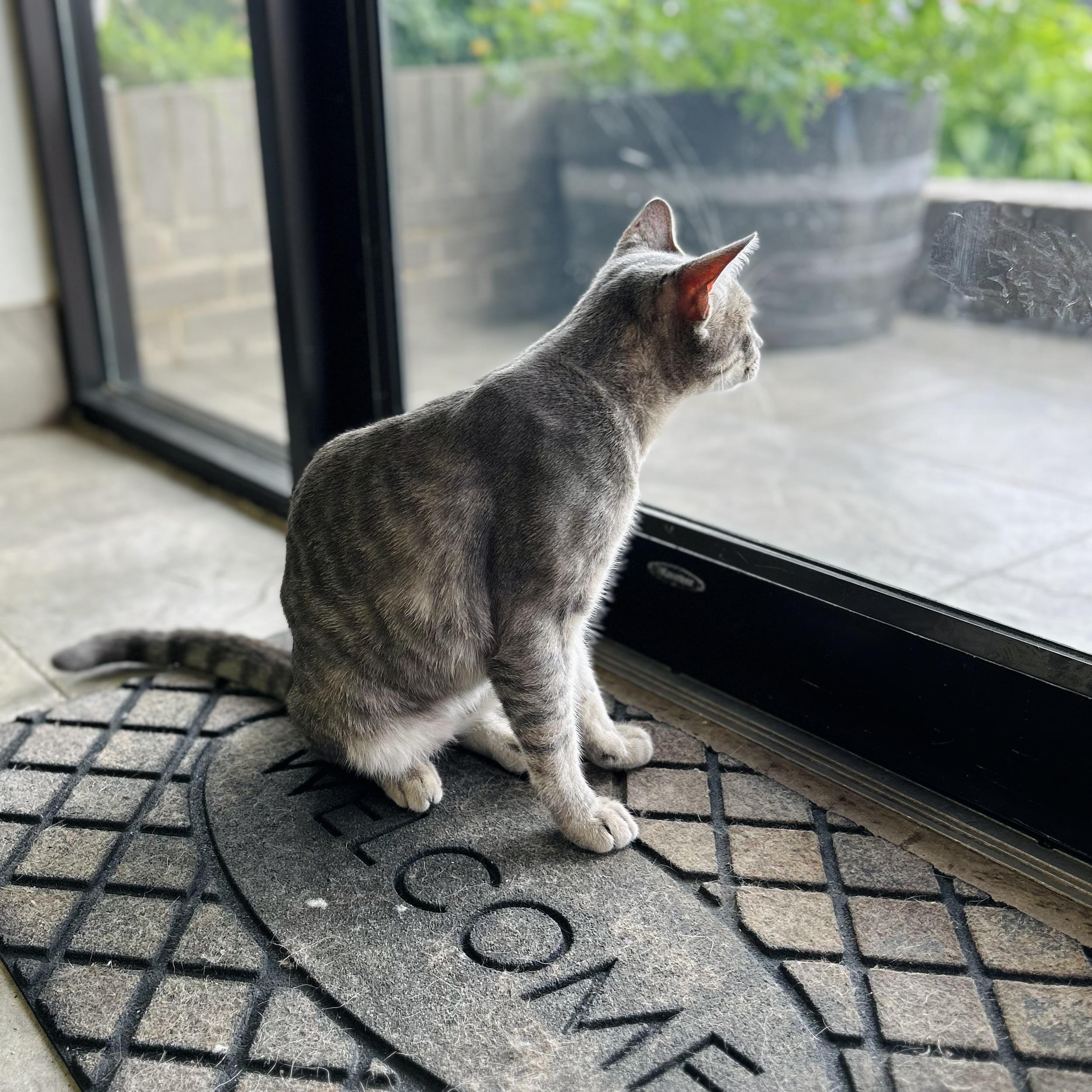 Enlarge Gordon, an adopted American Shorthair in Seguin, TX image 2/5